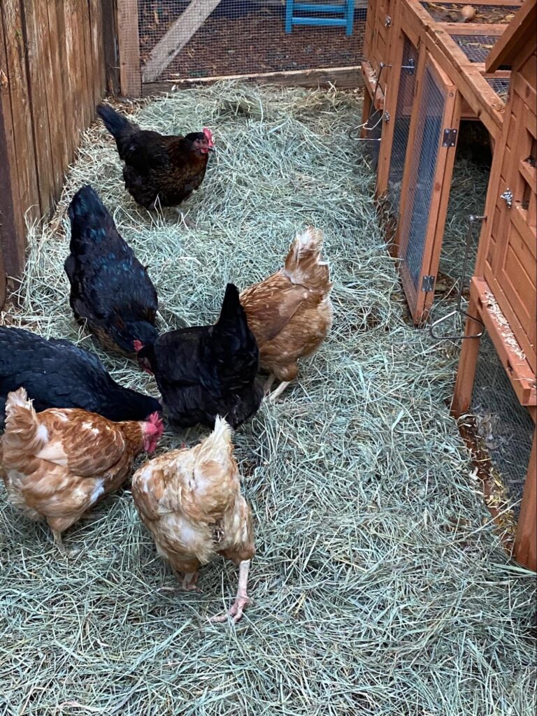 Photo of Mike Ross's chickens.